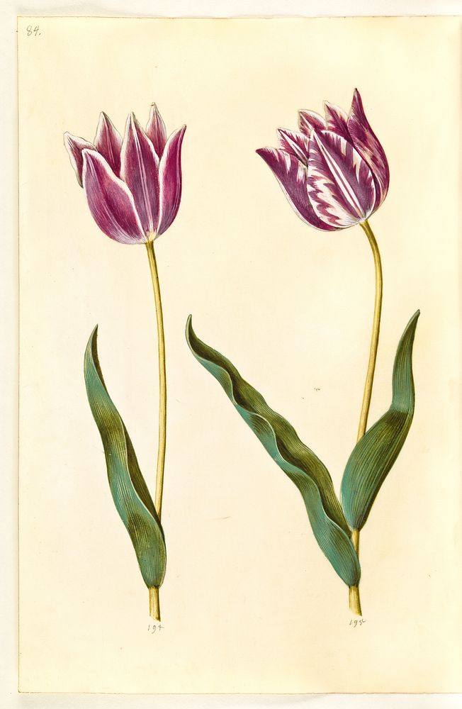 Tulipa gesneriana (garden tulip) by Maria Sibylla Merian