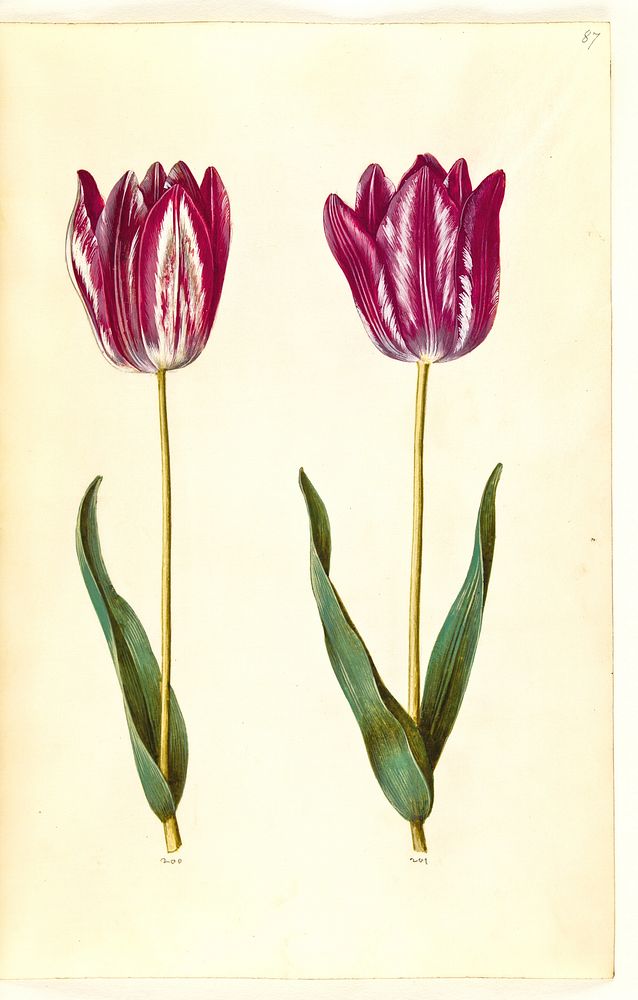 Tulipa gesneriana (garden tulip) by Maria Sibylla Merian