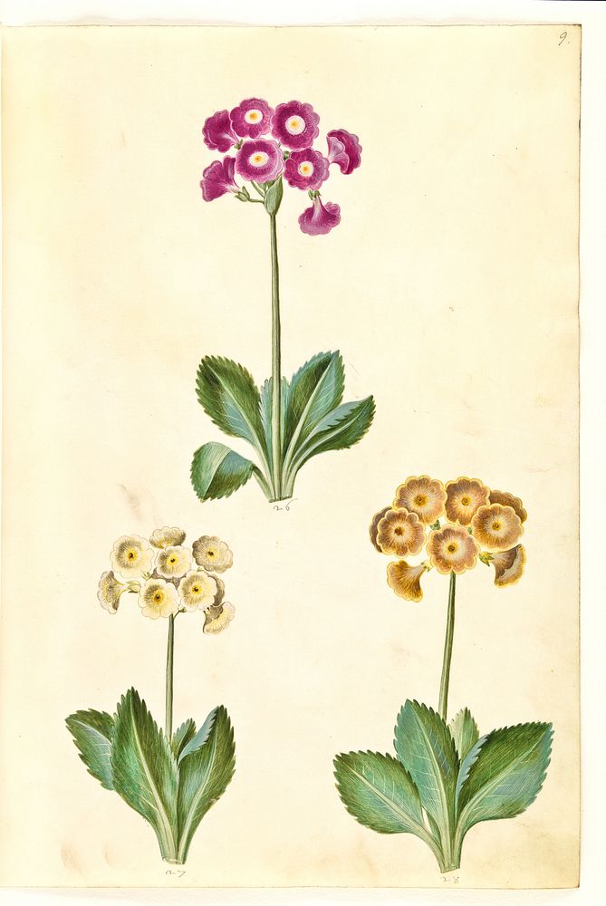 Primula ×pubescens (garden auricle) by Maria Sibylla Merian