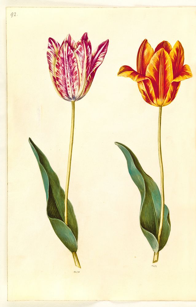 Tulipa gesneriana (garden tulip) by Maria Sibylla Merian