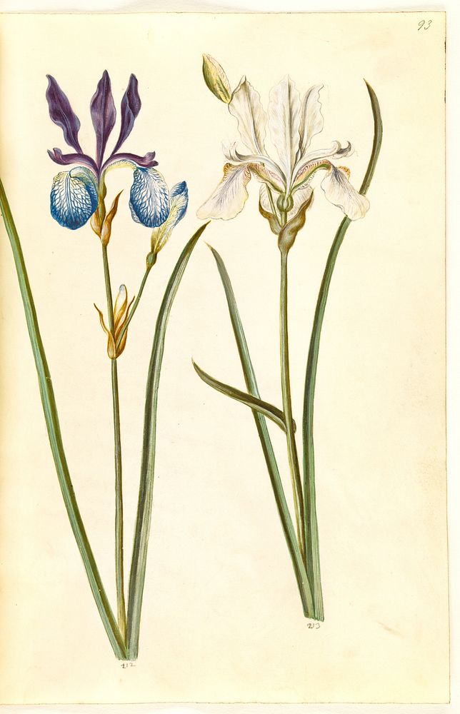 Iris sibirica (Siberian iris) by Maria Sibylla Merian