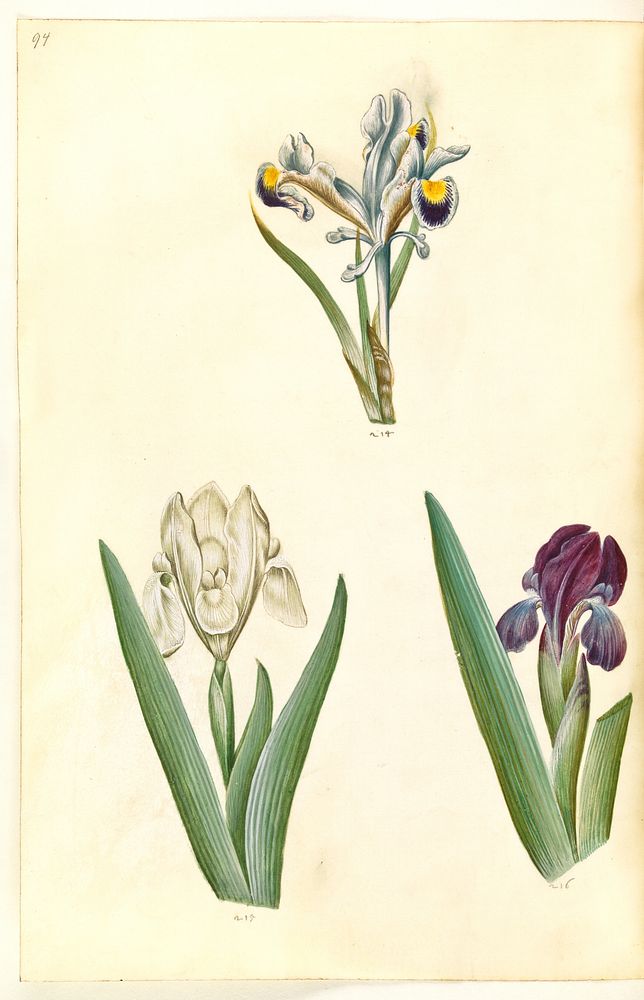 Iris persica (Persian iris);Iris lutescens or Iris pumila (?) (dwarf iris or low iris) by Maria Sibylla Merian