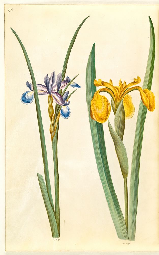 Iris graminea (grass-leaved iris);Iris pseudacorus (yellow iris) by Maria Sibylla Merian