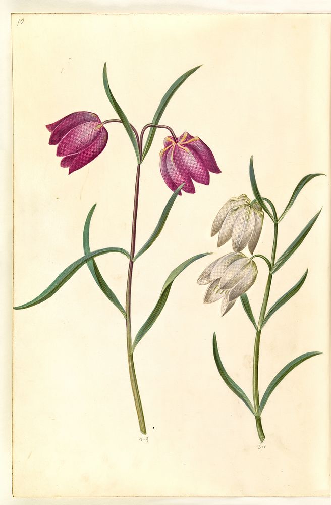 Fritillaria meleagris (common viper egg) by Maria Sibylla Merian