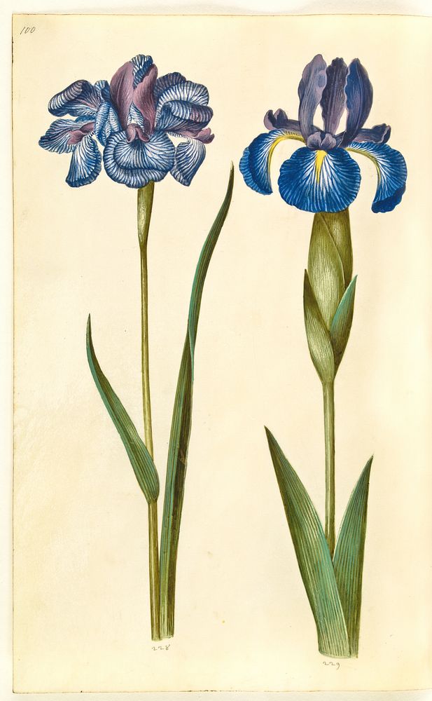 Iris sibirica (Siberian iris);Iris latifolia (English iris) by Maria Sibylla Merian