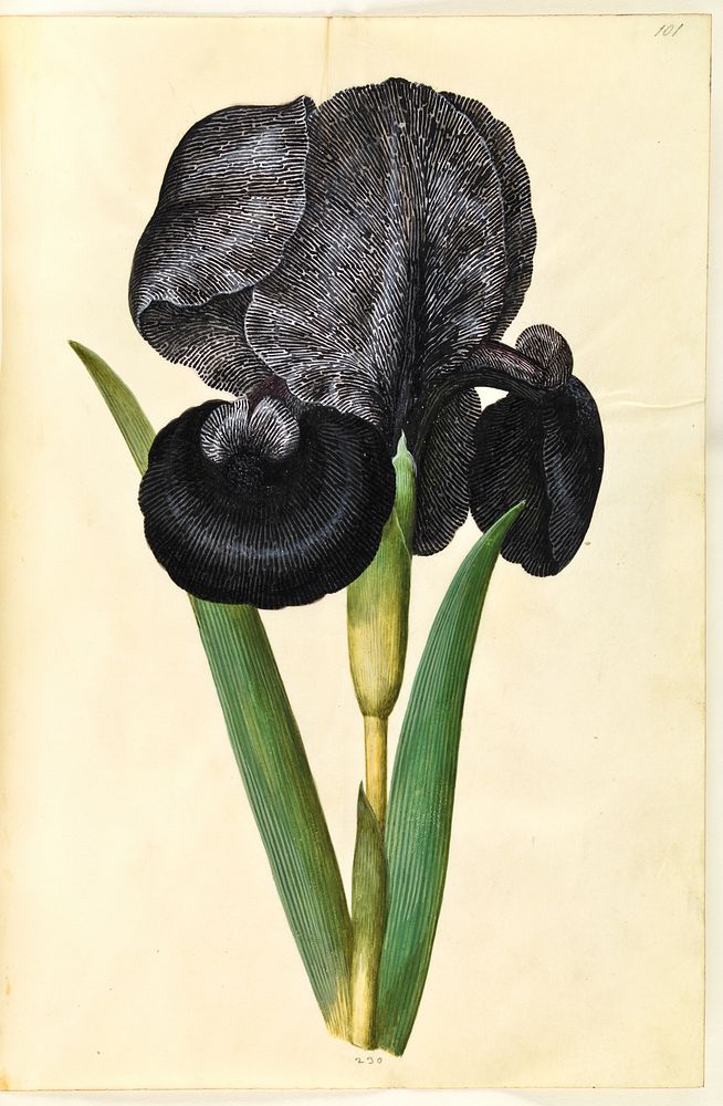 Iris susiana (mourning iris) by Maria Sibylla Merian