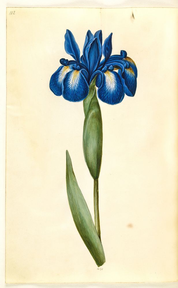 Iris latifolia (English iris) by Maria Sibylla Merian
