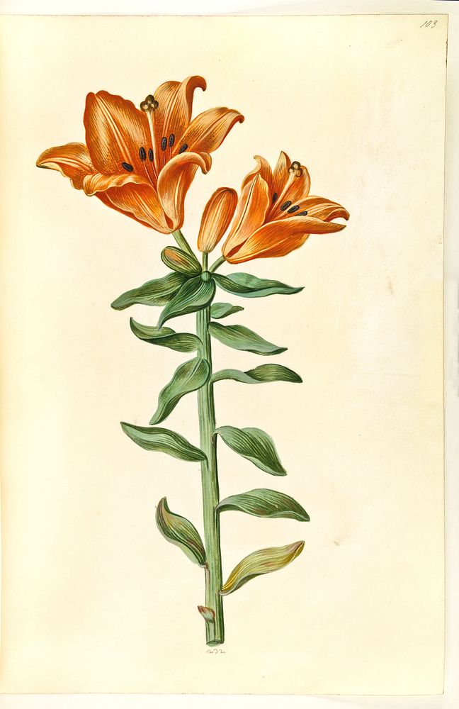 Lilium bulbiferum (fire lily) by Maria Sibylla Merian