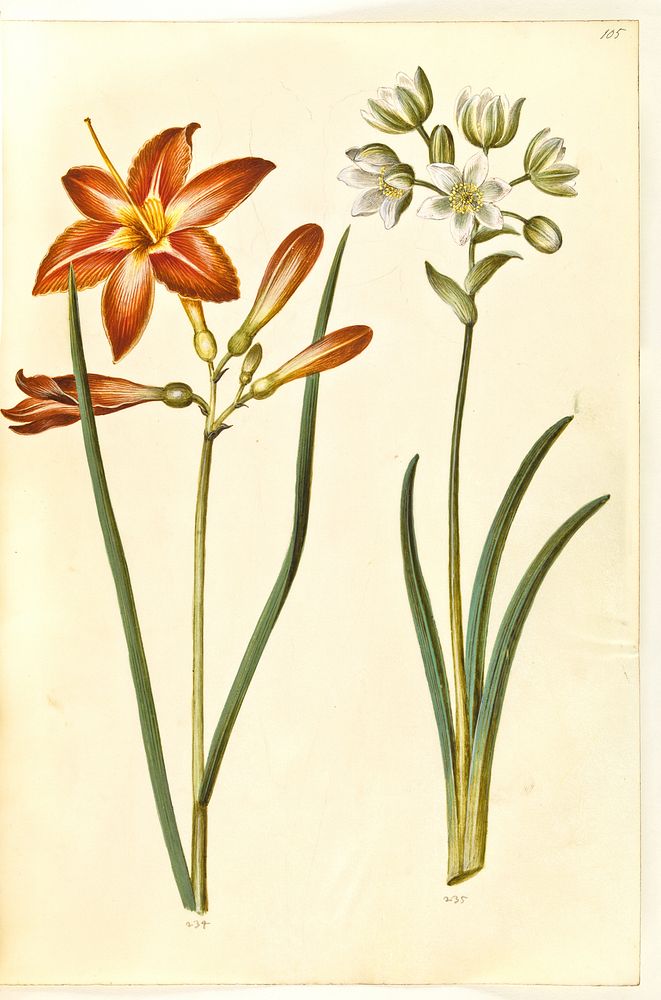 Hemerocallis fulva (brown daylily);Ornithogalum arabicum (milk star) by Maria Sibylla Merian