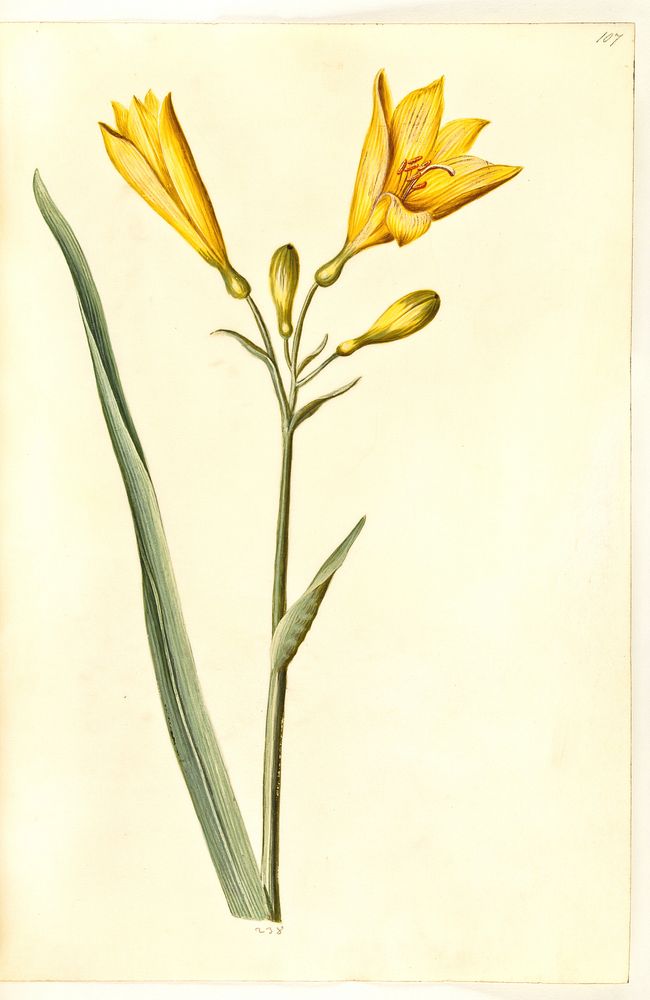 Hemerocallis lilioasphodelus (yellow daylily) by Maria Sibylla Merian