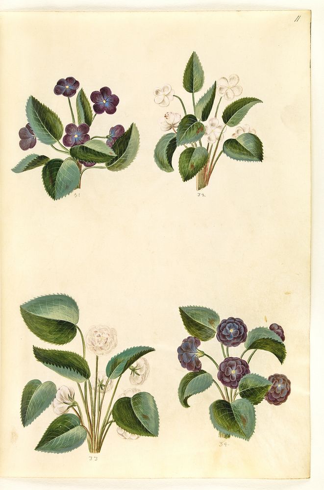 Viola odorata (March violet) by Maria Sibylla Merian