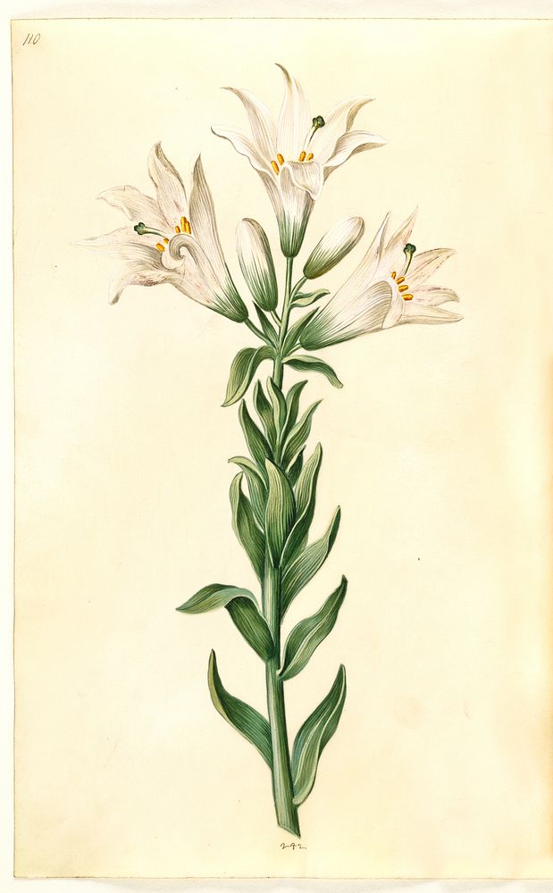 Lilium candidum (madonna lily) by Maria Sibylla Merian