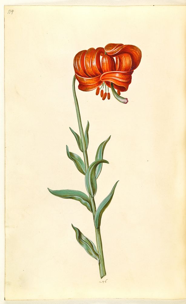 Lilium chalcedonicum (red turban lily) by Maria Sibylla Merian