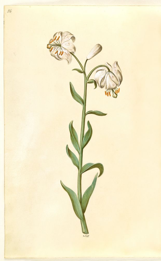 Lilium martagon (wreath lily) by Maria Sibylla Merian