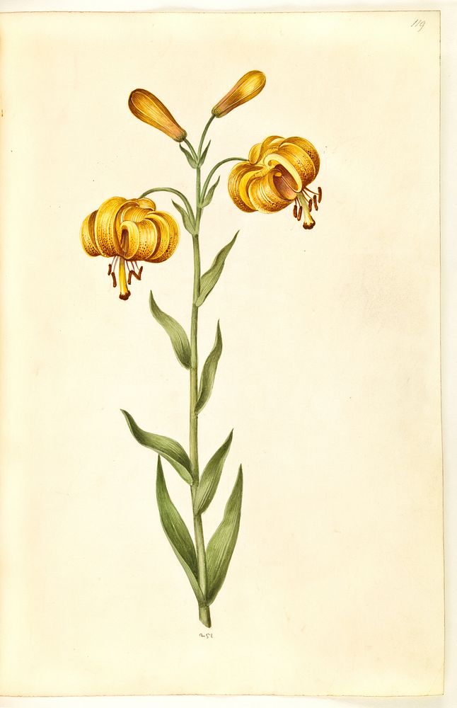 Lilium pyrenaicum (Pyrenean lily) by Maria Sibylla Merian