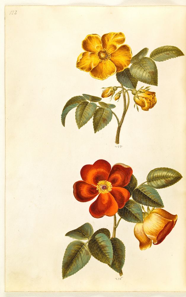 Rosa foetida (yellow rose);Rosa foetida (Turkish rose) by Maria Sibylla Merian