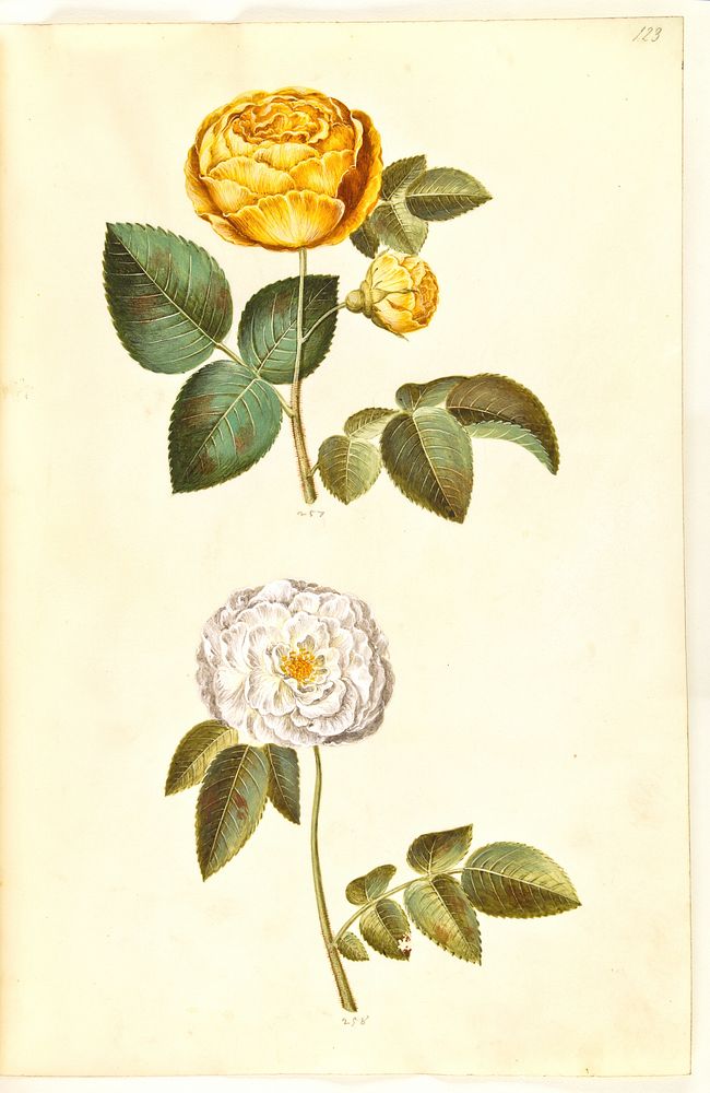 Rosa hemisphaerica (sulphur yellow rose);Rosa ×alba (white rose) by Maria Sibylla Merian