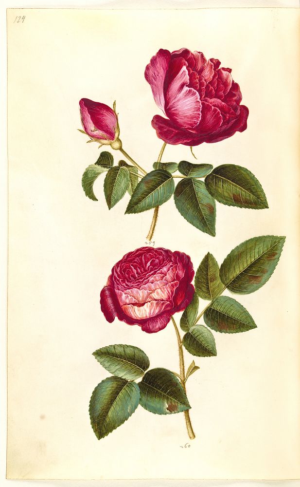 Rosa gallica (apothecary rose);Rosa (?) (rose) by Maria Sibylla Merian