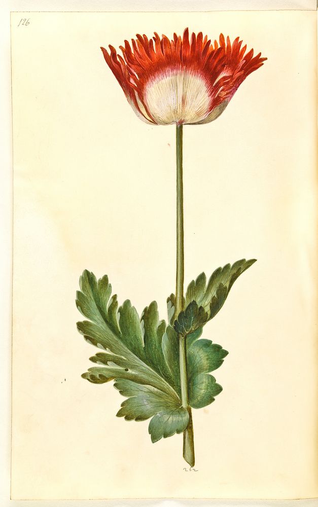 Papaver somniferum (opium poppy) by Maria Sibylla Merian