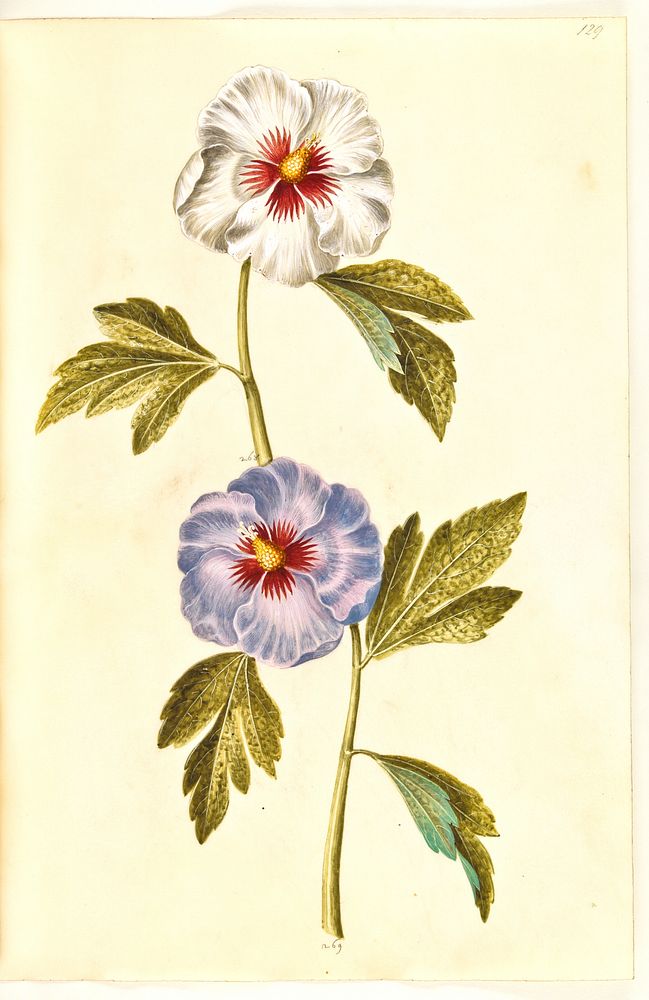 Hibiscus syriacus (Syrian rose) by Maria Sibylla Merian