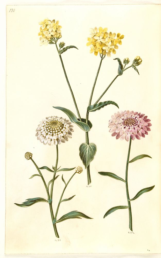 Brassica napus (rapeseed);Iberis amara (bitter bow flower) by Maria Sibylla Merian