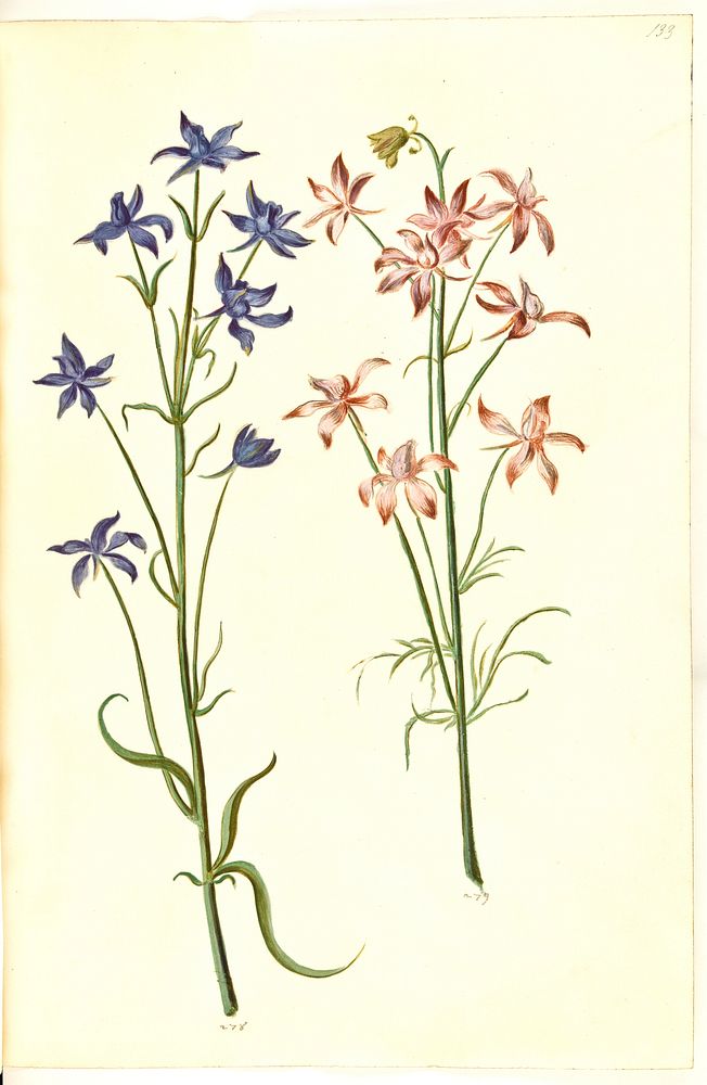 Consolida regalis (corn-knight spur) by Maria Sibylla Merian