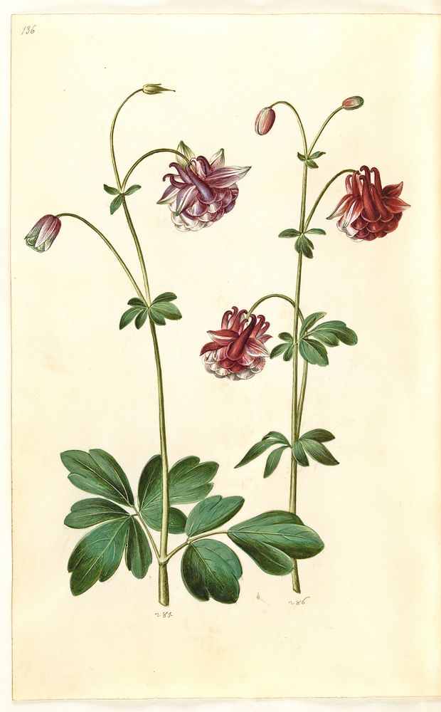 Aquilegia vulgaris (common columbine) by Maria Sibylla Merian