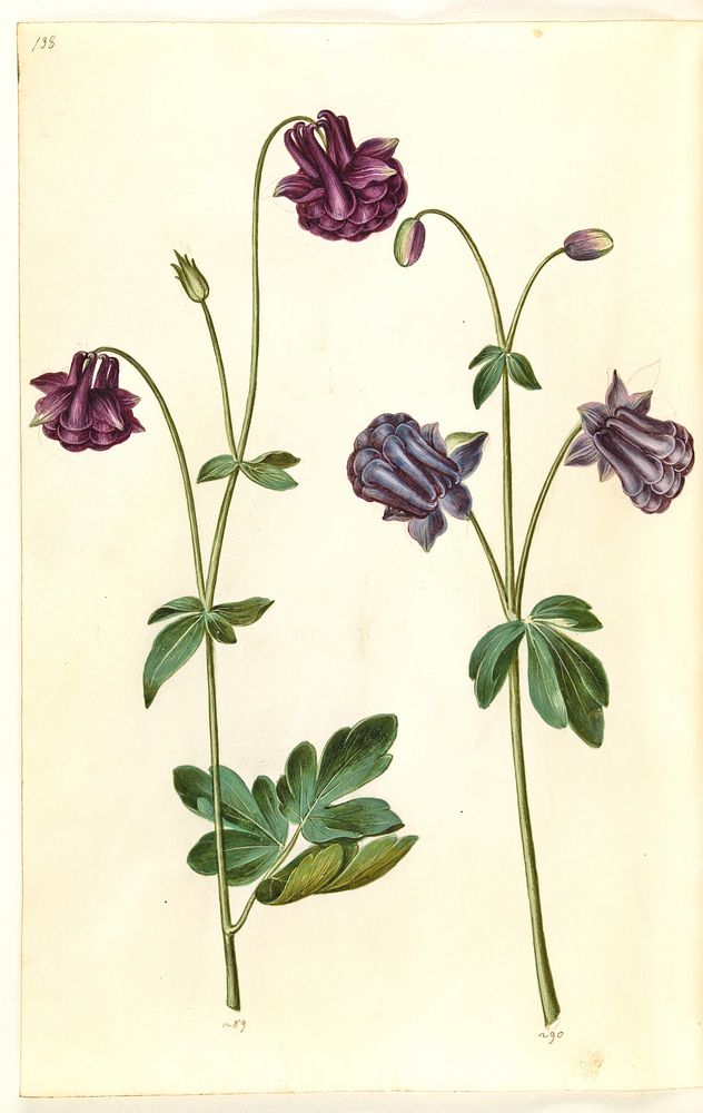 Aquilegia vulgaris (common columbine) by Maria Sibylla Merian