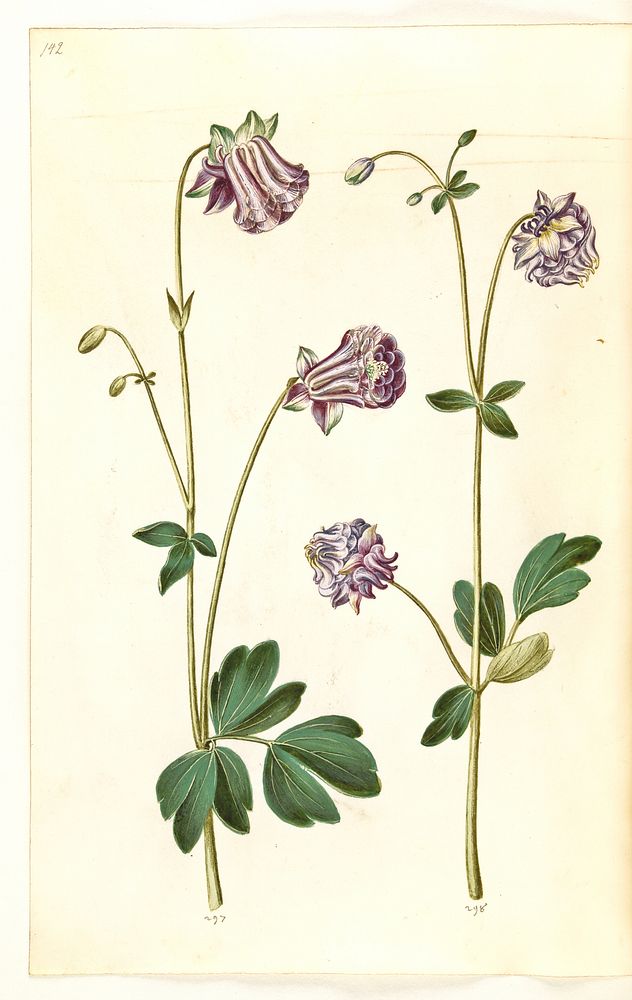 Aquilegia vulgaris (common columbine) by Maria Sibylla Merian