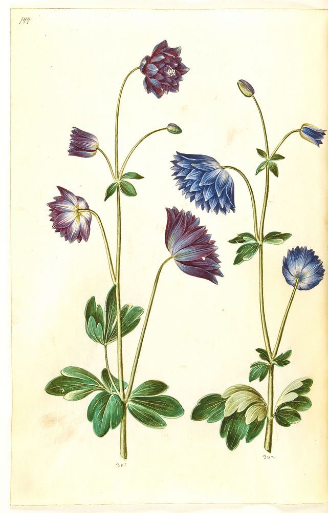 Aquilegia vulgaris (common columbine) by Maria Sibylla Merian