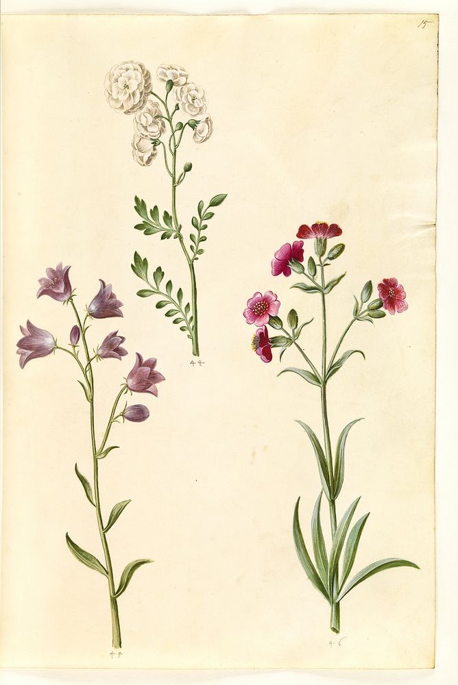 Cardamine pratensis (cress);Campanula rotundifolia (?) (little bell);Silene vulgaris (?) (bladder moth) by Maria Sibylla…