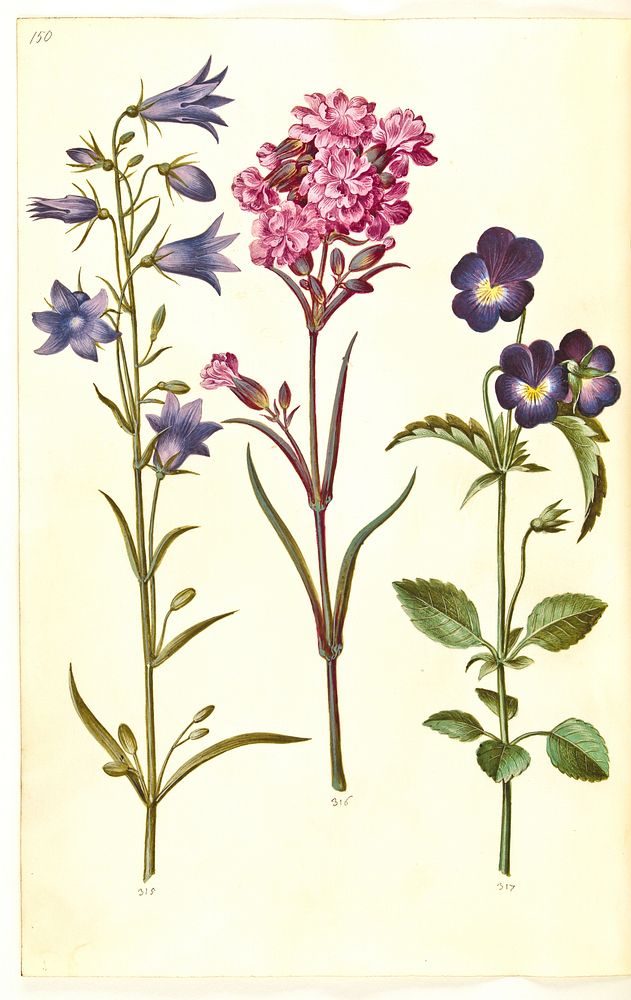 Campanula rotundifolia (little bell);Silene viscaria (common tar clove);Viola tricolor (common pansy) by Maria Sibylla Merian