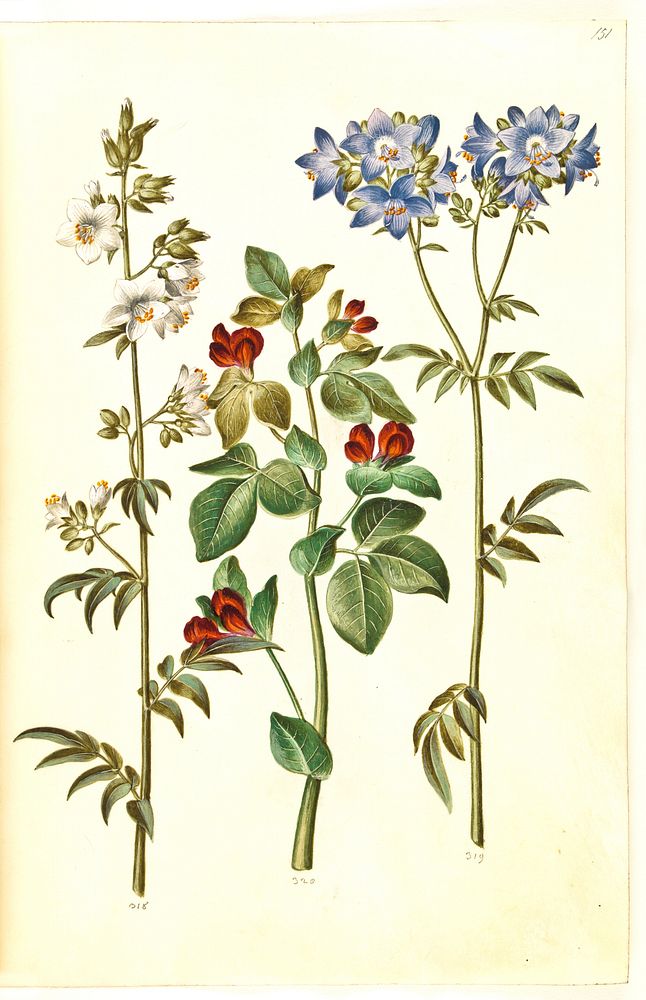 Polemonium caeruleum (common Jacob's ladder);Lotus tetragonolobus (asparagus pea) by Maria Sibylla Merian