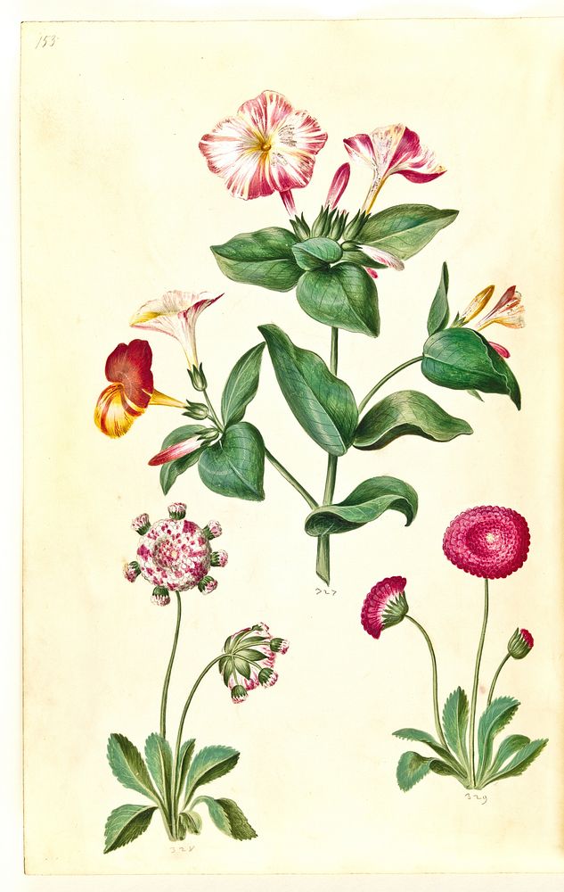 Mirabilis jalapa (miracle flower);Bellis perennis (common daisy) by Maria Sibylla Merian