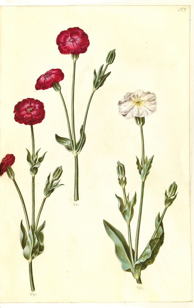 Silene coronaria (crown limewort) by Maria Sibylla Merian