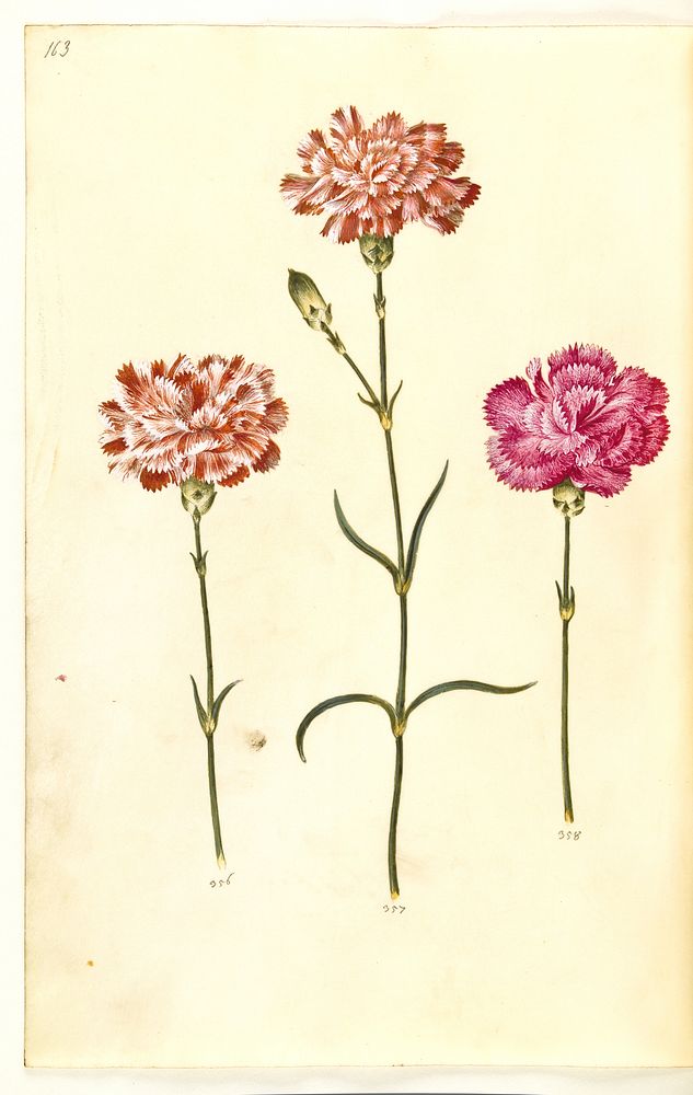 Dianthus caryophyllus (garden carnation) by Maria Sibylla Merian