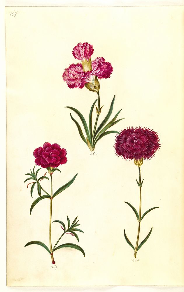 Dianthus caryophyllus (garden carnation) by Maria Sibylla Merian