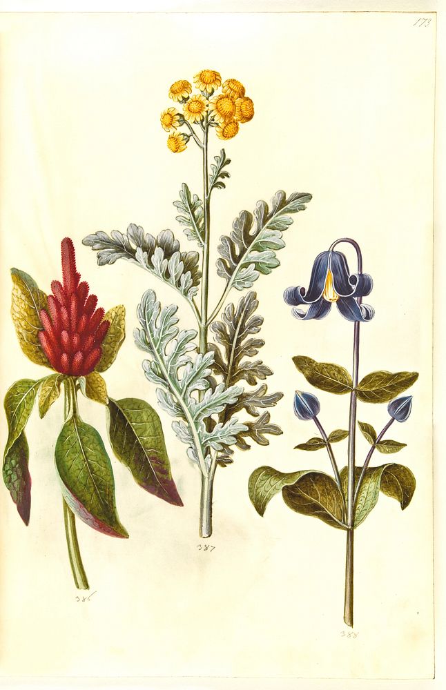 Amaranthus cruentus (red amaranth);Jacobaea maritima (grey leaf);Clematis integrifolia (blue perennial clematis) by Maria…