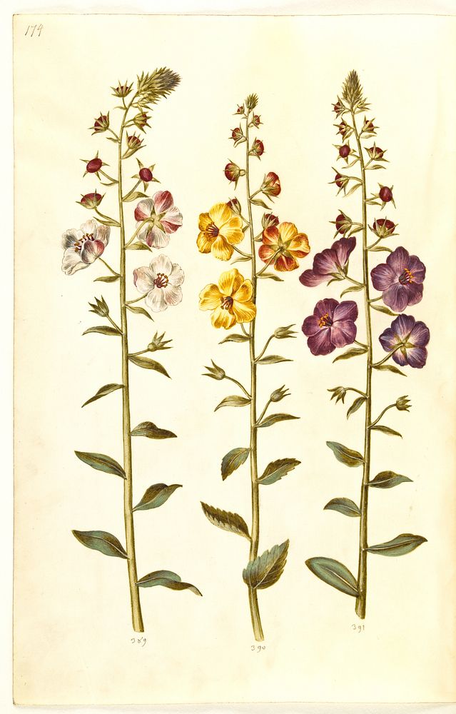 Verbascum blattaria (cluster royal candle);Verbascum phoeniceum (purple royal candle) by Maria Sibylla Merian