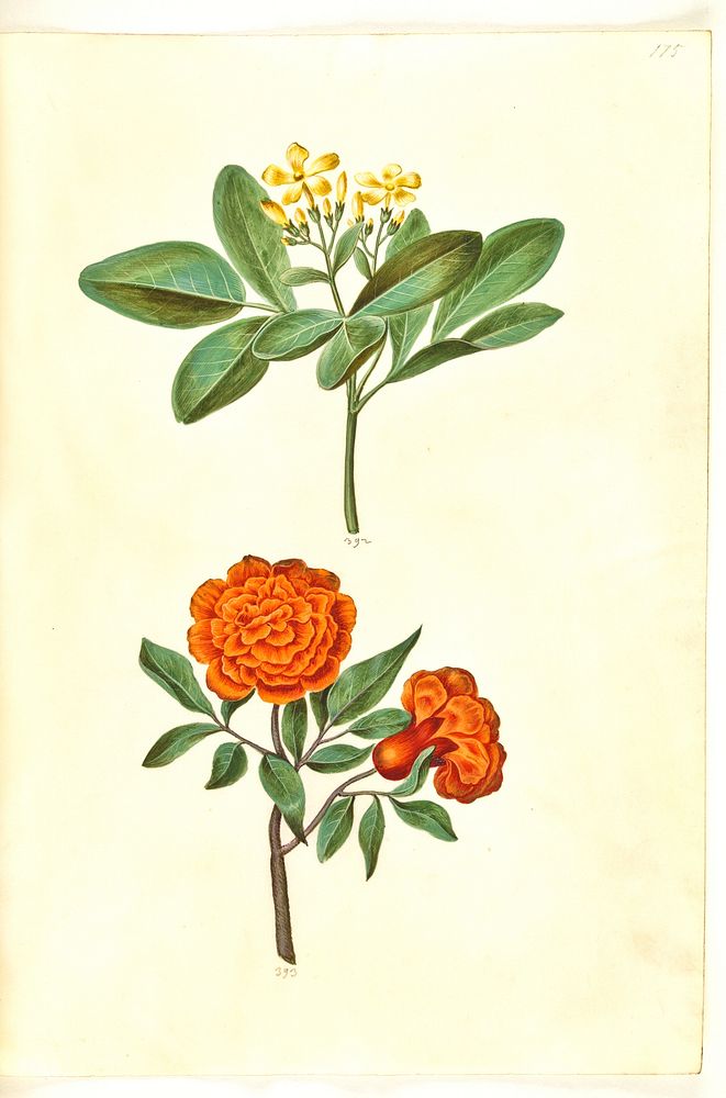 Jasminum odoratissimum (house jasmine);Punica granatum (pomegranate) by Maria Sibylla Merian