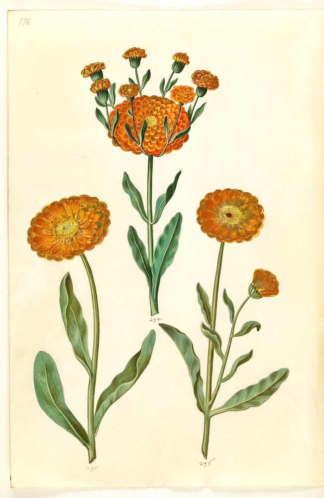 Calendula officinalis (garden marigold) by Maria Sibylla Merian