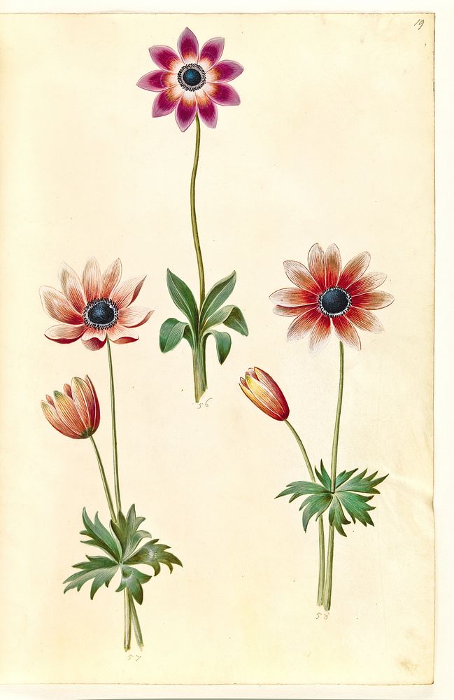 Anemone pavonina (peacock anemone) by Maria Sibylla Merian