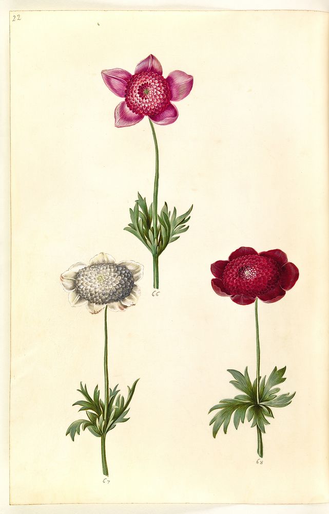 Anemone coronaria (French anemone) by Maria Sibylla Merian