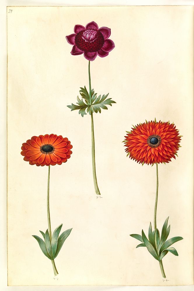 Anemone coronaria (French anemone);Anemone ×fulgens (shiny anemone) by Maria Sibylla Merian