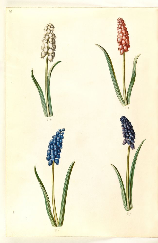Muscari botryoides (common pearl hyacinth) by Maria Sibylla Merian