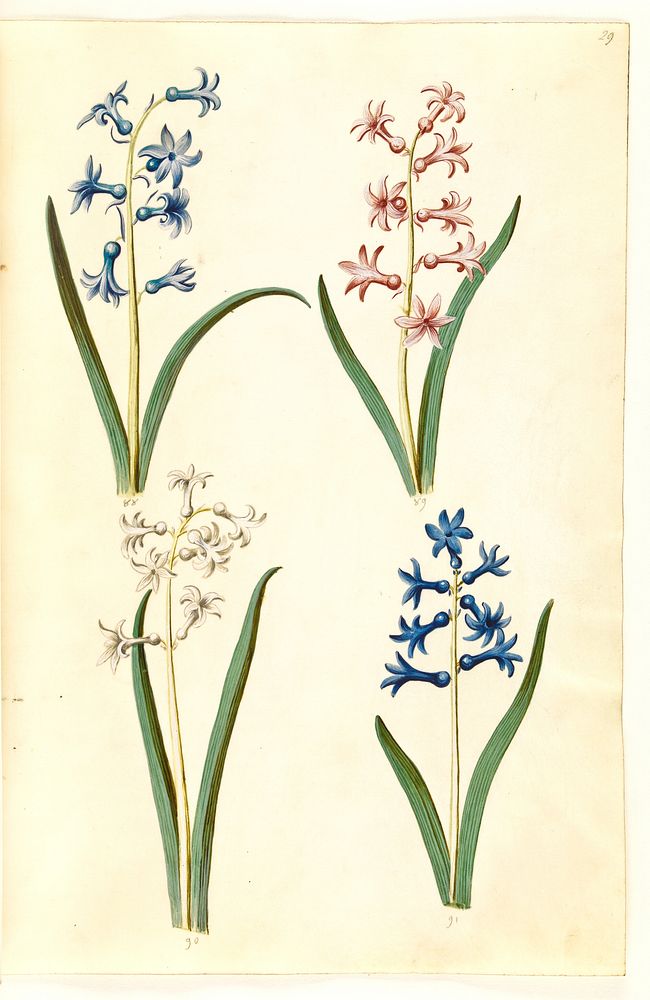 Hyacinthus orientalis (common hyacinth) by Maria Sibylla Merian