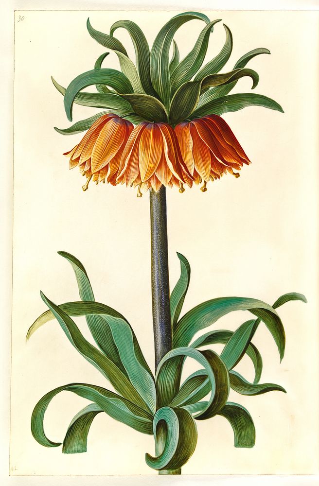 Fritillaria imperialis (crown emperor) by Maria Sibylla Merian