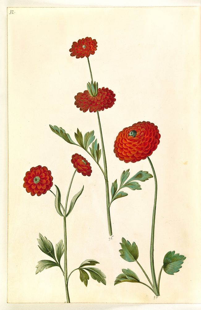 Ranunculus asiaticus (garden buttercup) by Maria Sibylla Merian