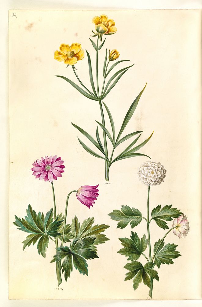 Ranunculus illyricus (steppe buttercup);Anemone nemorosa (white anemone) by Maria Sibylla Merian