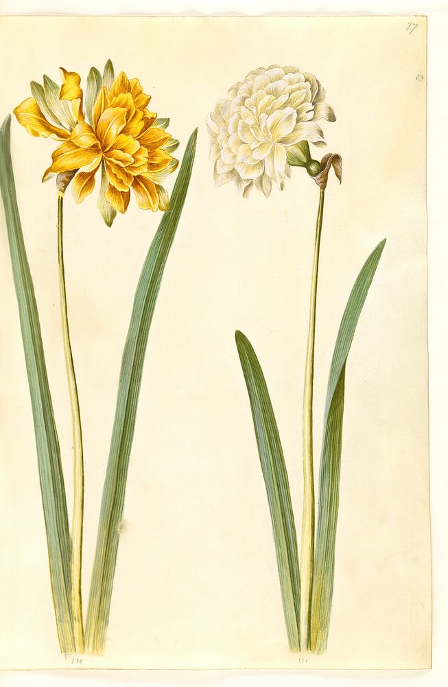 Narcissus pseudonarcissus (daffodil) by Maria Sibylla Merian